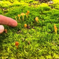 Die Natur bietet viele kleine Schätze, die man in Schweden entdecken kann